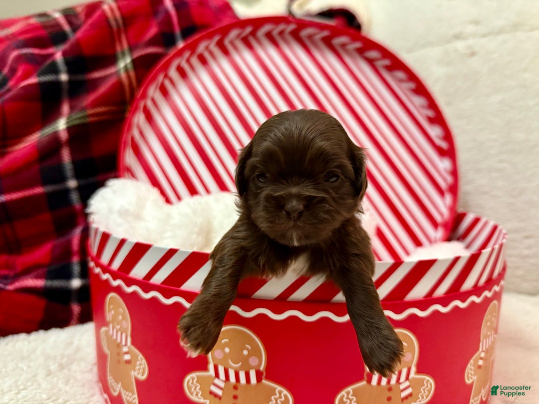 Shihpoo dogs for sale: Mila - Ad 14