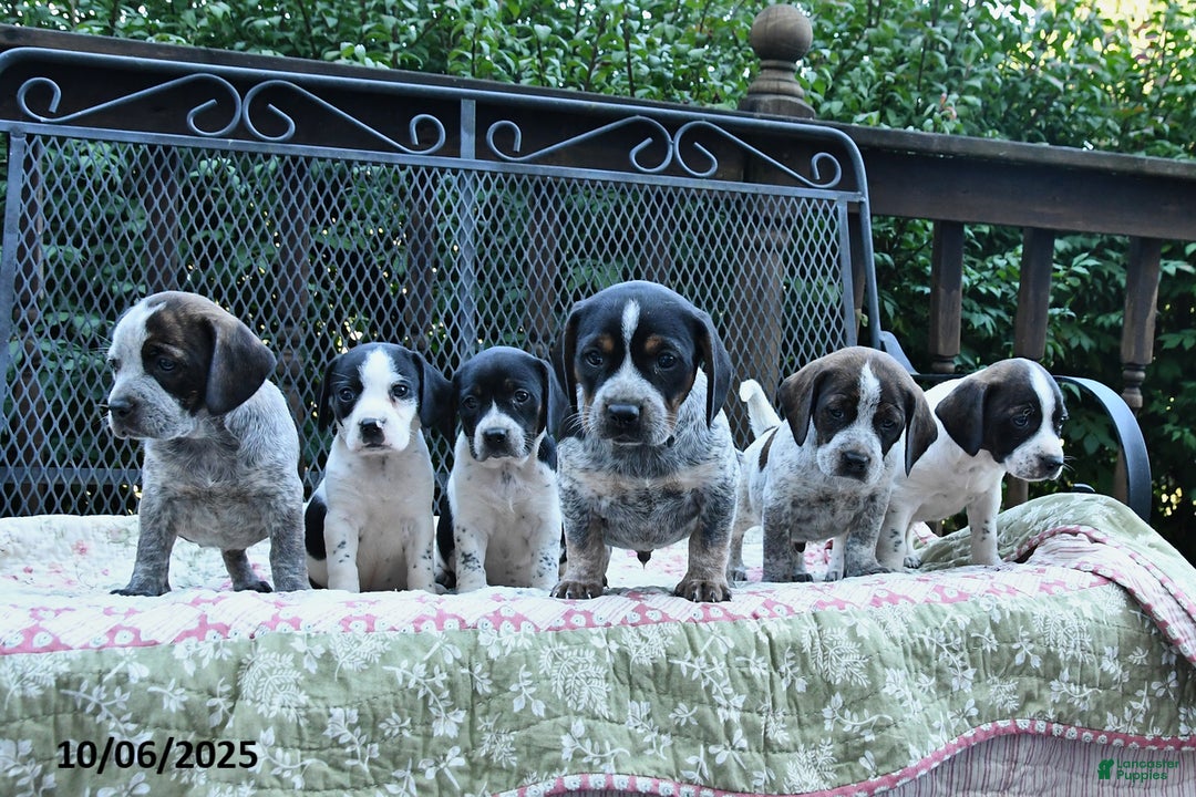 Mixed Breed dogs for sale: Emma - Ad 5