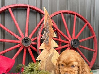 Cocker Spaniel dogs Archie - Ad 39