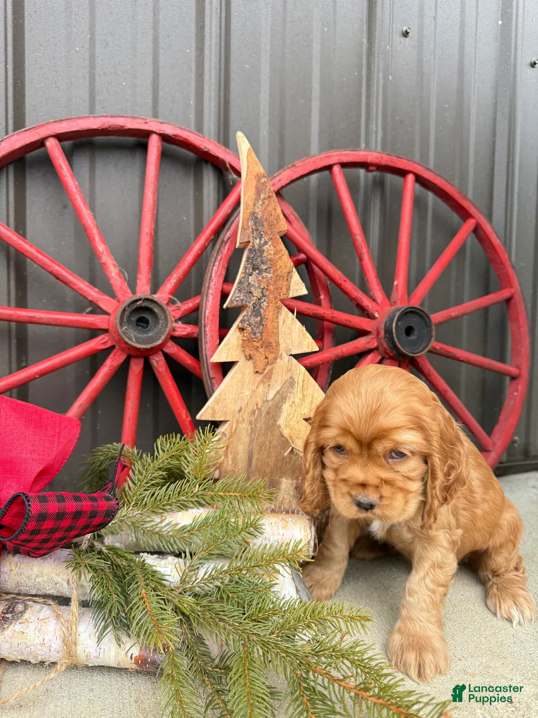 Cocker Spaniel dogs for sale: Archie - Ad 6