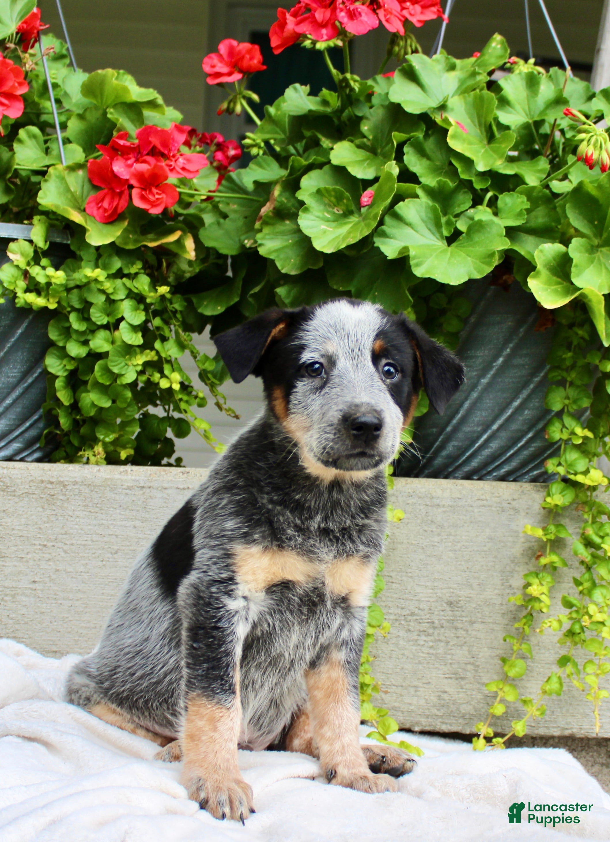 Australian Cattle Dog dogs Charlie  - Ad 1