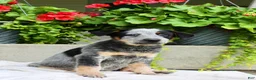 Australian Cattle Dog dogs for sale: Charlie  - Ad 1