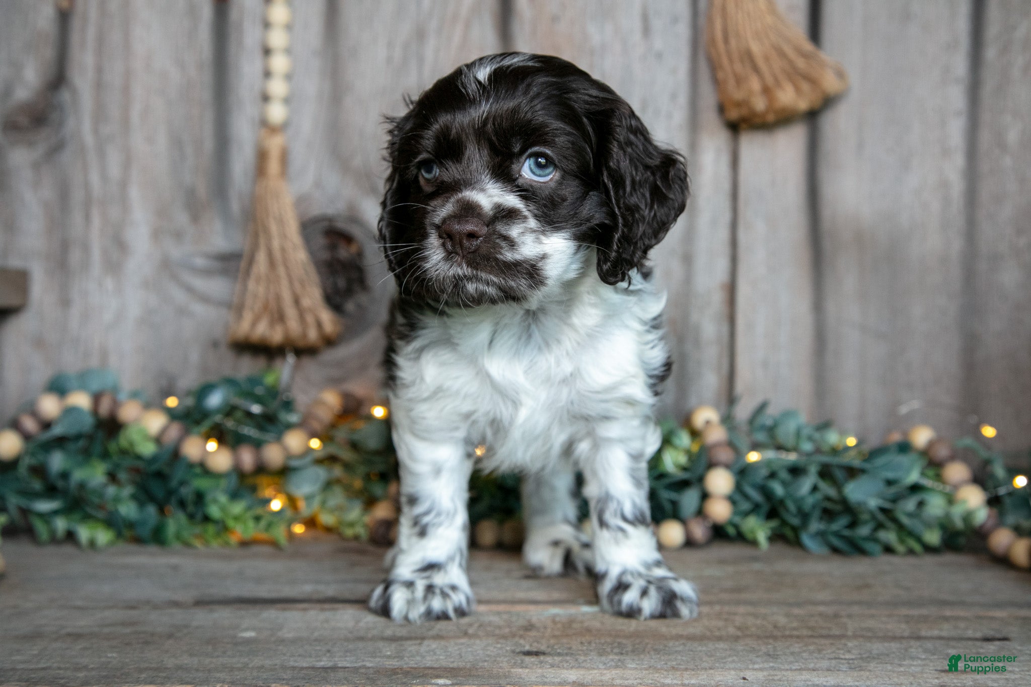 Cocker Spaniel dogs Cora - Ad 2