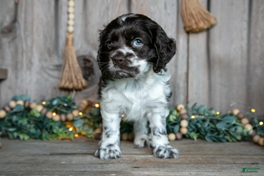 Cocker Spaniel dogs for sale: Cora - Ad 2