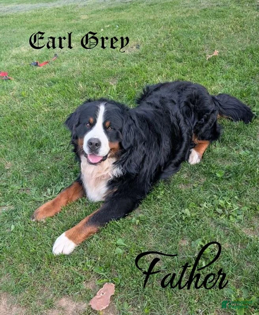 Bernese Mountain Dog dogs for sale: Betsy - Ad 4
