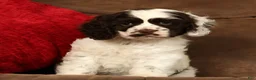 Cocker Spaniel dogs for sale: Lily - Ad 2