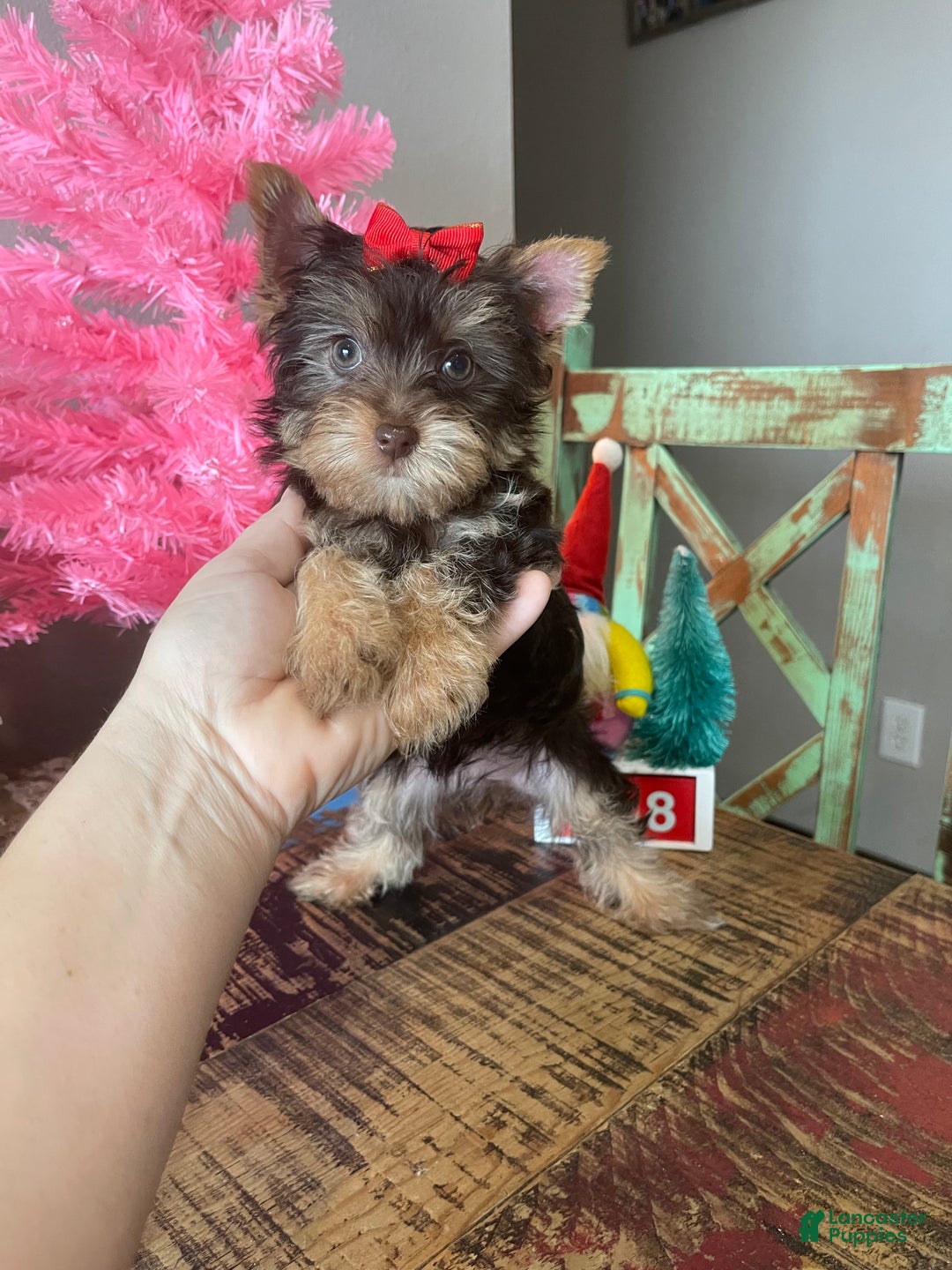 Yorkshire Terrier dogs for sale: Chocolate Yorkie Ready To Go - Ad 3