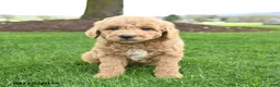Mini Goldendoodle dogs for sale: Cash - Ad 3
