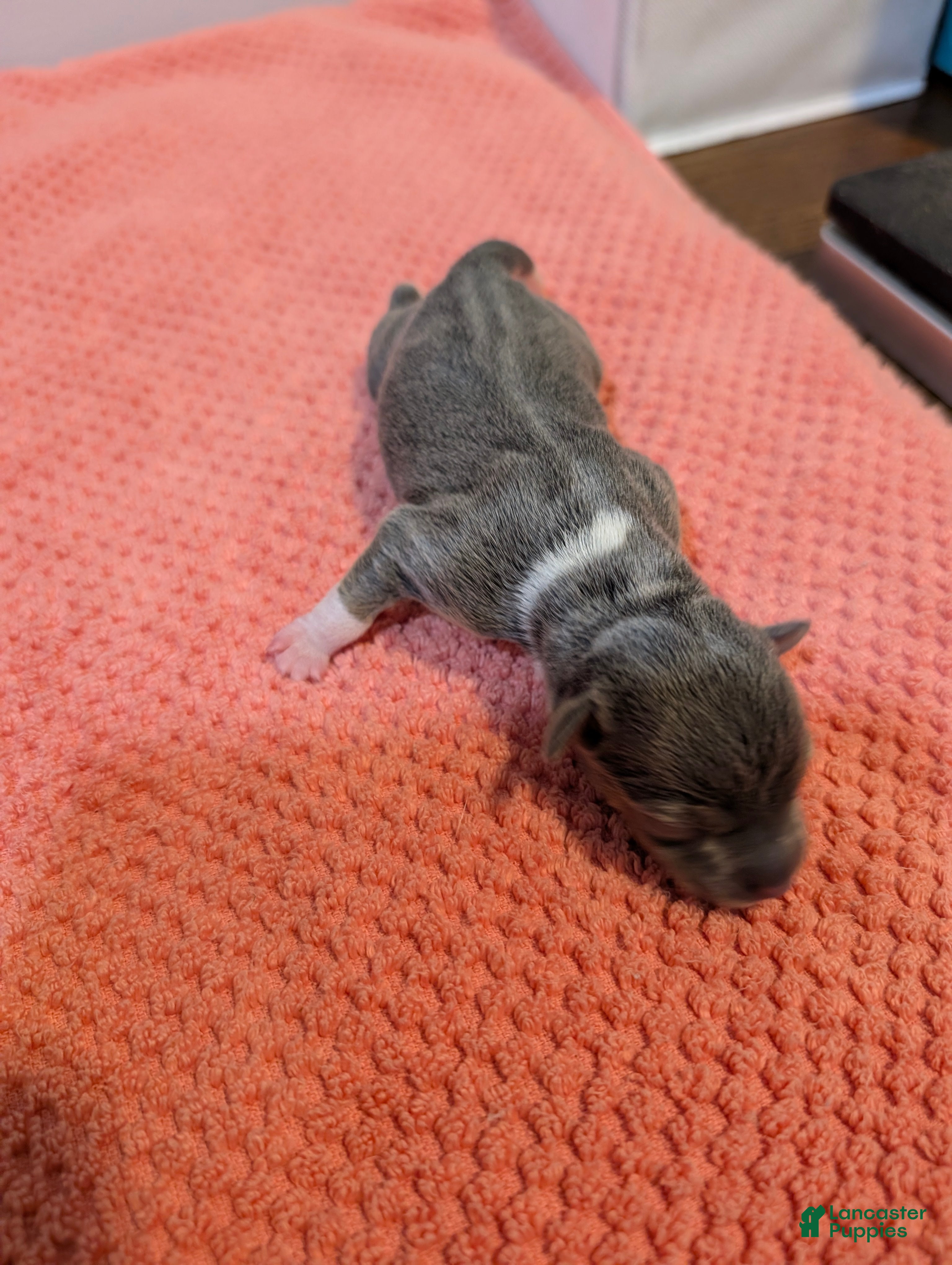 Rat Terrier dogs Annabelle - Mini Rat  - Ad 2