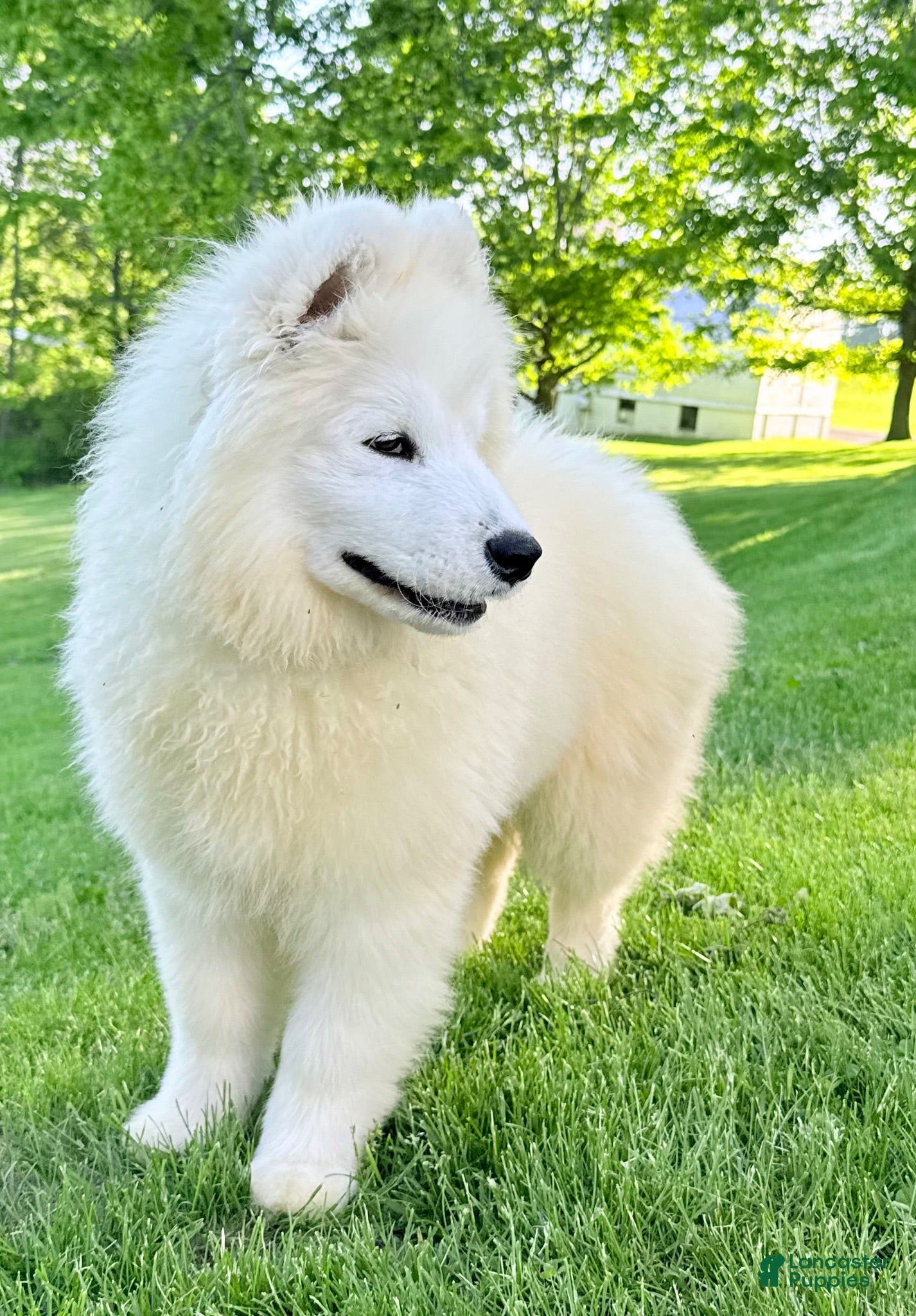 Samoyed dogs Dixie - Ad 23
