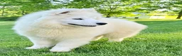 Samoyed dogs for sale: Dixie - Ad 3