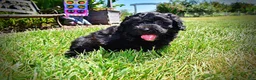 Havapoo dogs for sale: Isabella - Ad 12