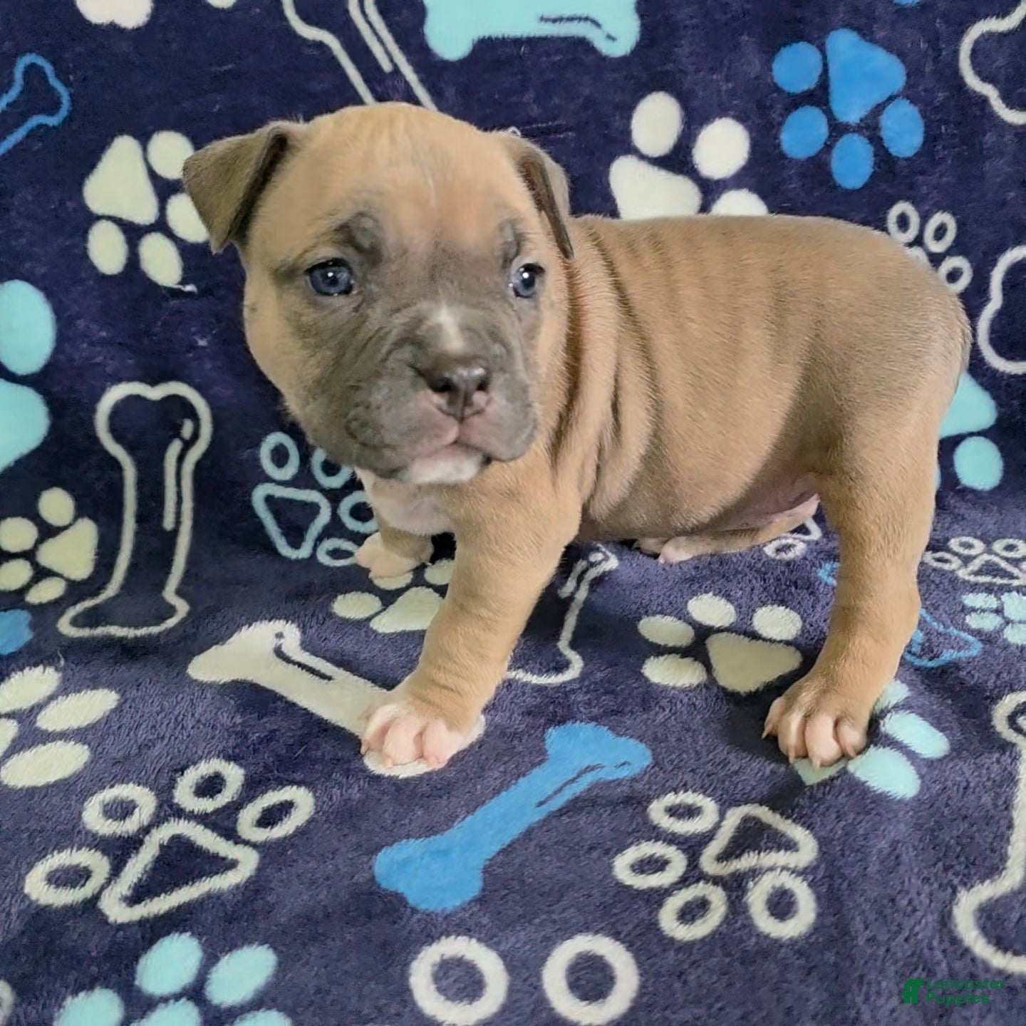 American Bully dogs January - Ad 1