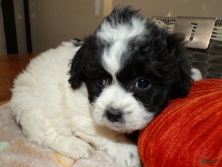 Teddy Bear dogs Teddy Bear Puppy 1 Selina - Ad 12