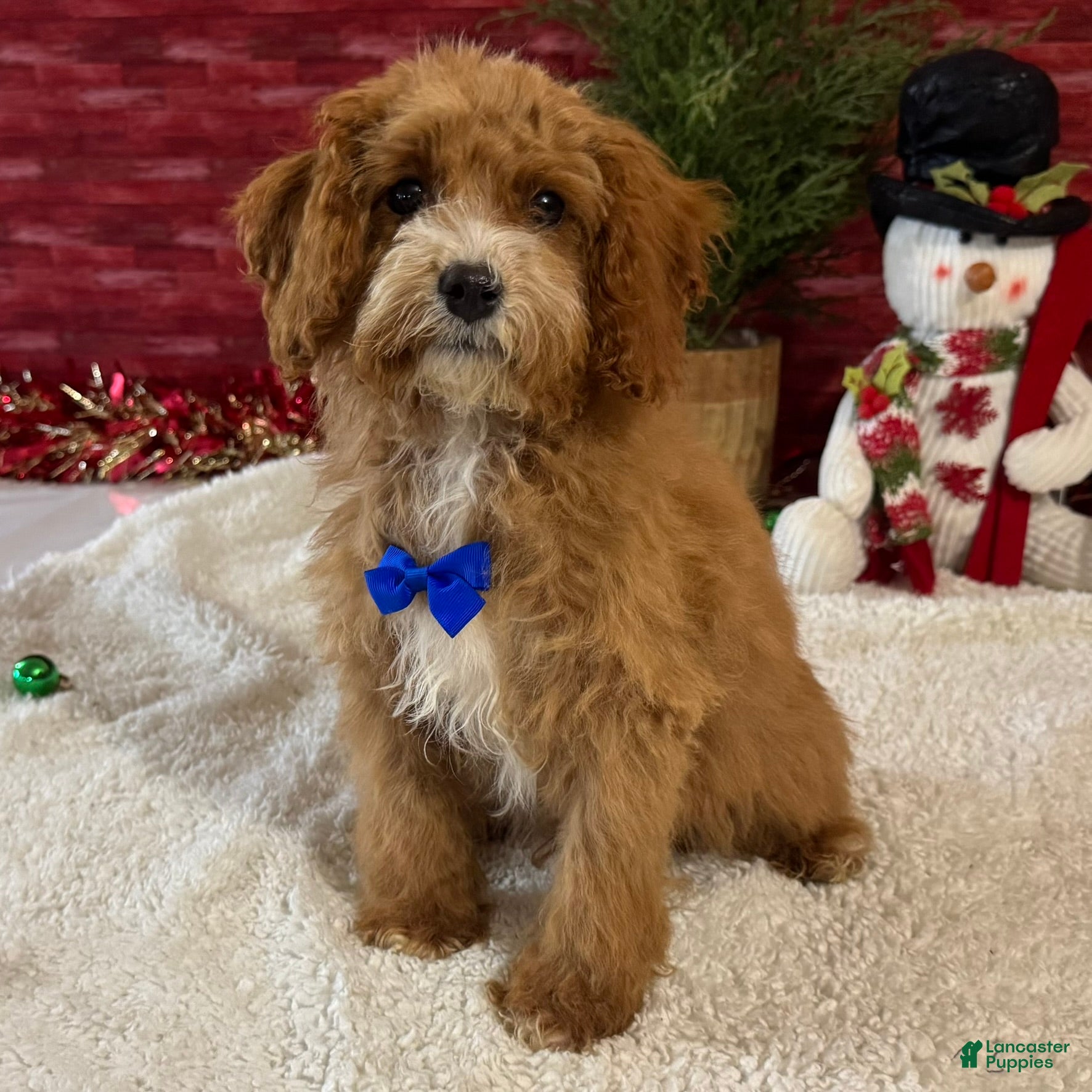 Cavapoo dogs Nicholas - Ad 27
