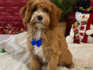 Cavapoo dogs Nicholas - Ad 6