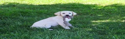Labrador Retriever dogs for sale: Rosco - Ad 4