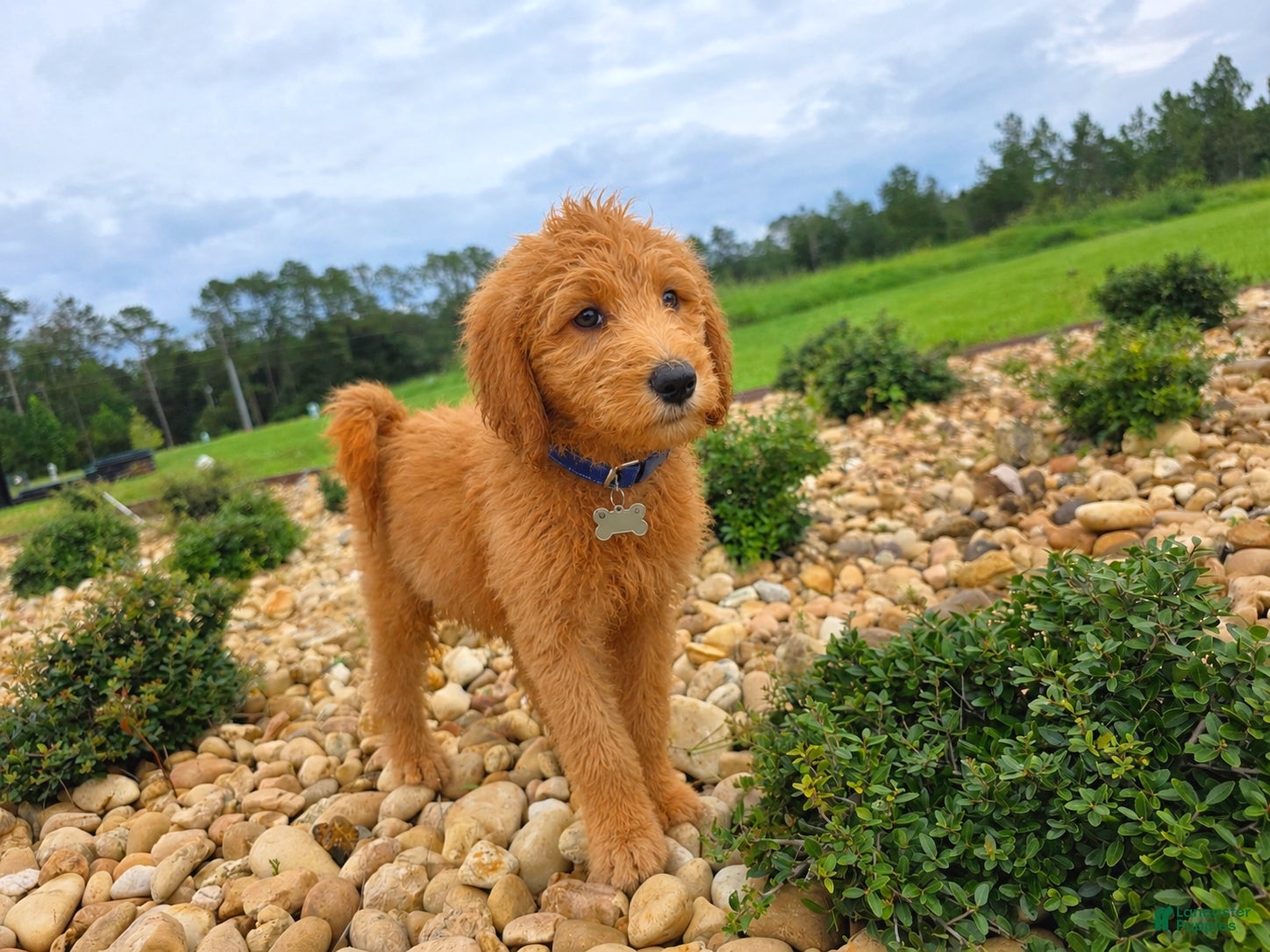 Goldendoodle dogs for sale: Milo - Ad 4