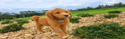 Goldendoodle dogs for sale: Milo - Ad 1