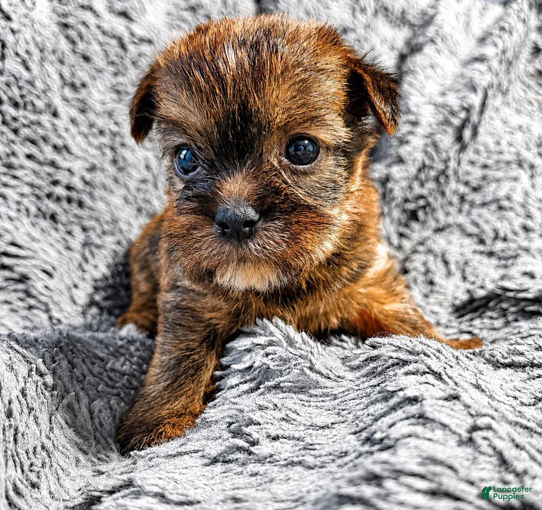 Shorkie dogs for sale: Ruby - Ad 2
