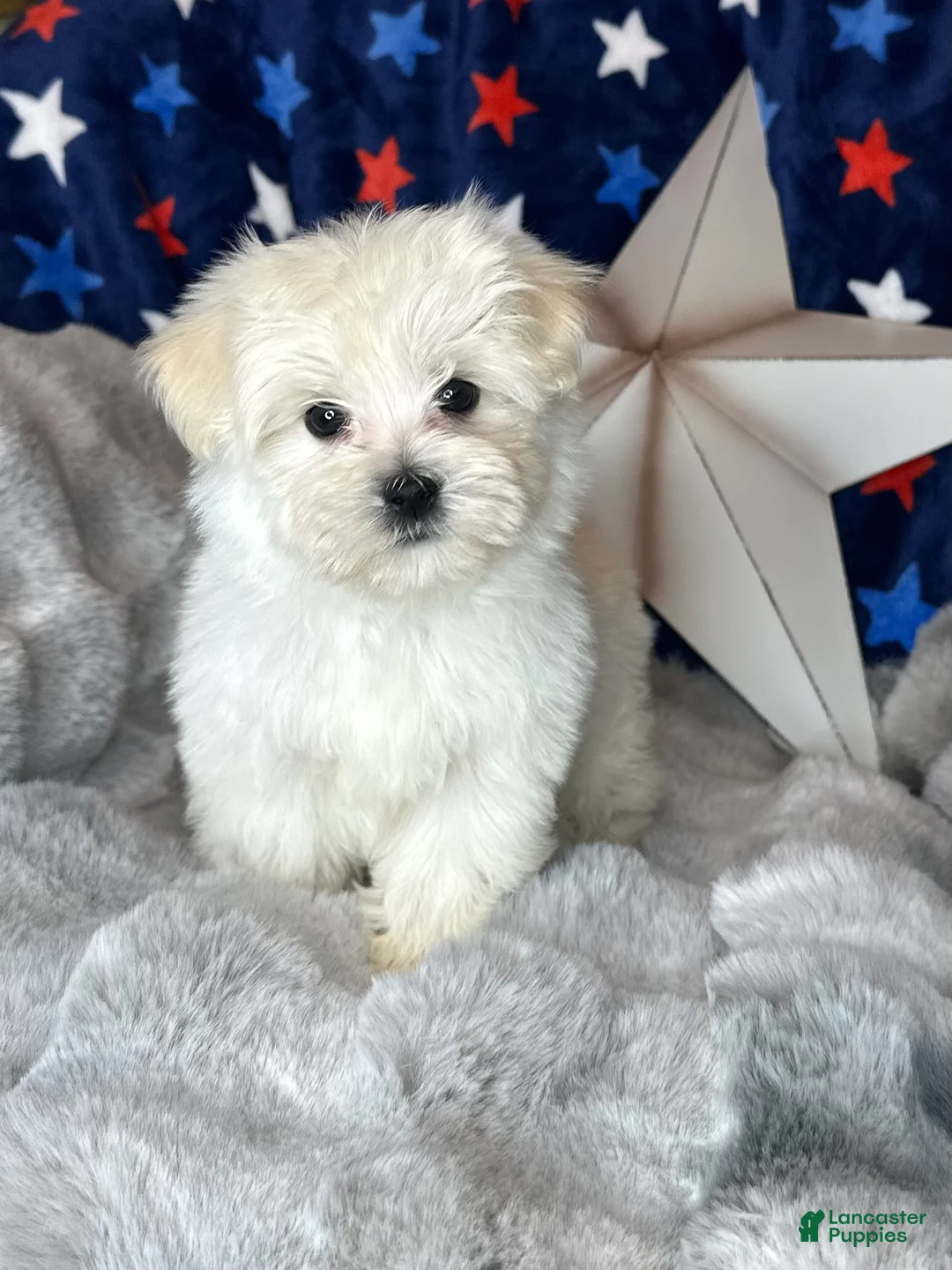 Maltese dogs for sale: Teddy - Ad 1