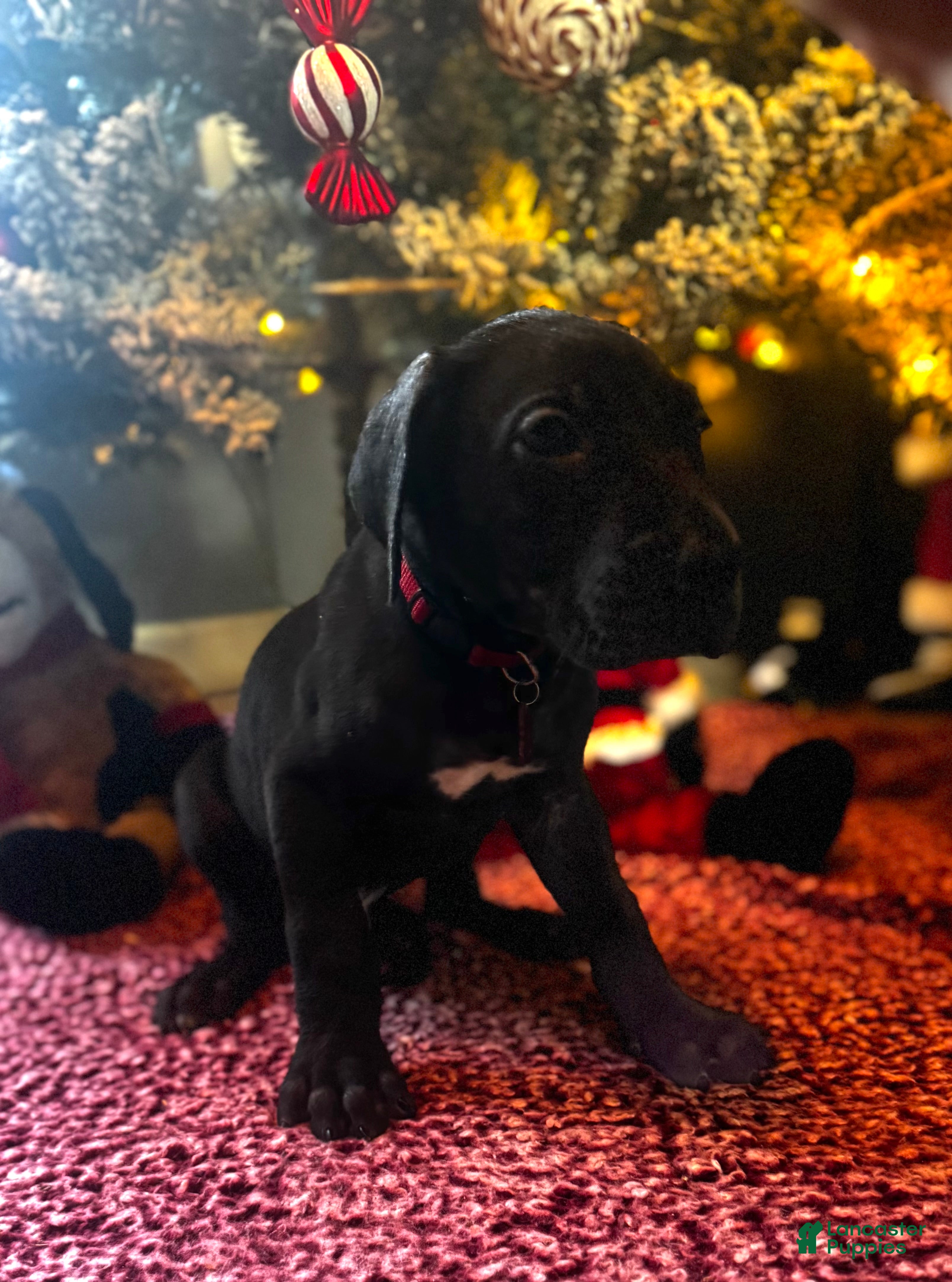 Great Dane dogs Tom - Ad 25