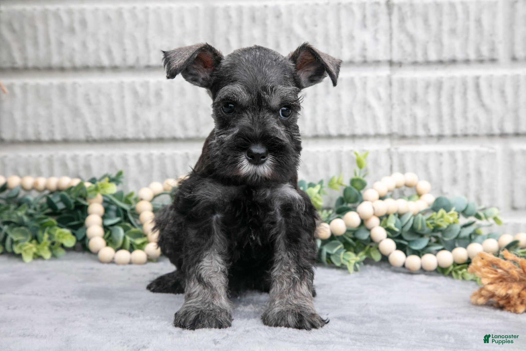 Miniature Schnauzer dogs Bo - Ad 1