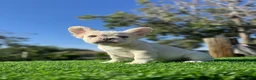 French Bulldog dogs for sale: Jake Paul the Fluffy - Ad 4
