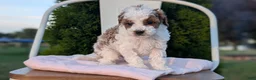 Miniature Poodle dogs for sale: Hunter - Ad 4