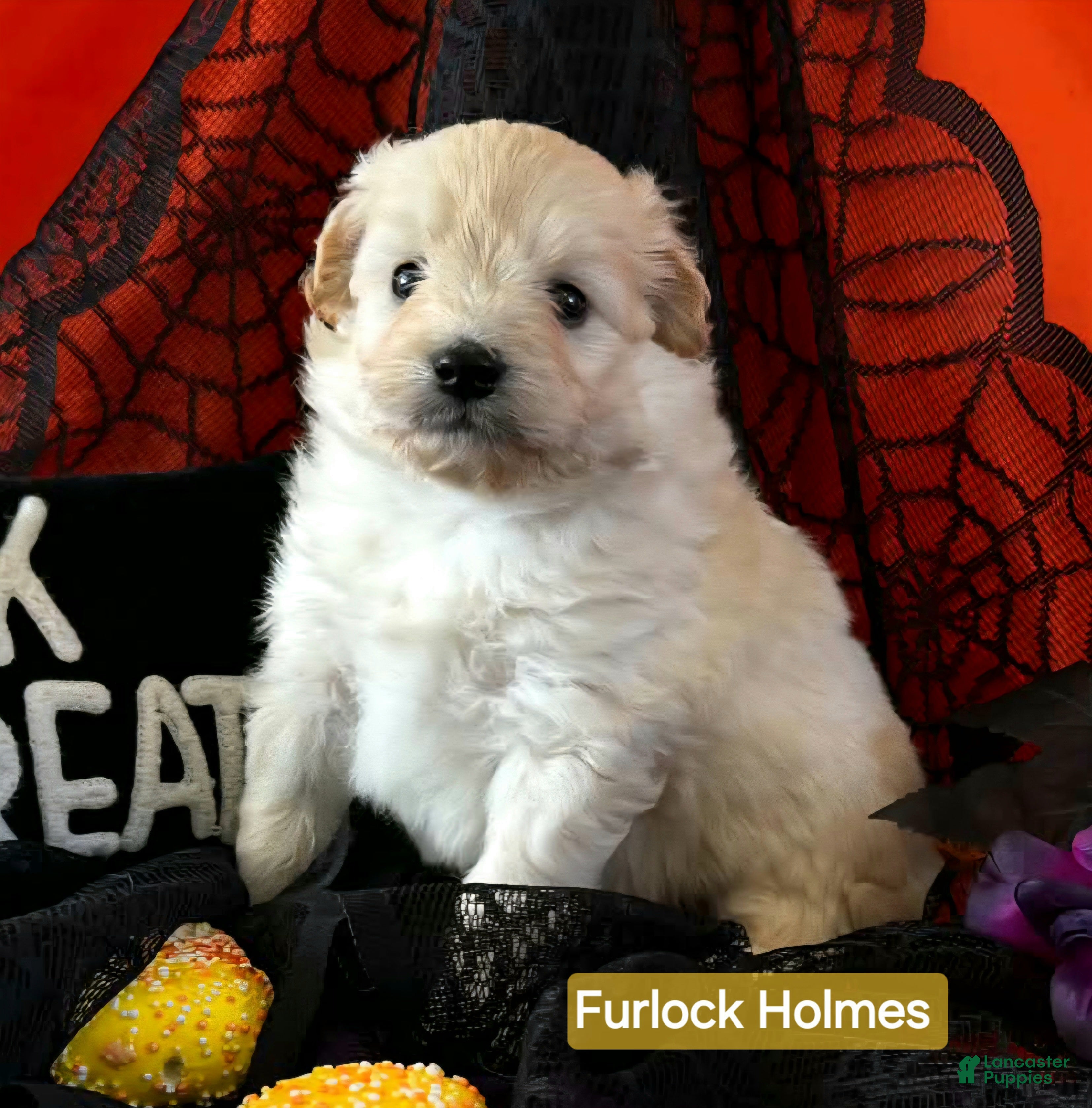 Mixed Breed dogs for sale: Samoyed - Poodle Doodle Sammypoo 2 - Ad 1