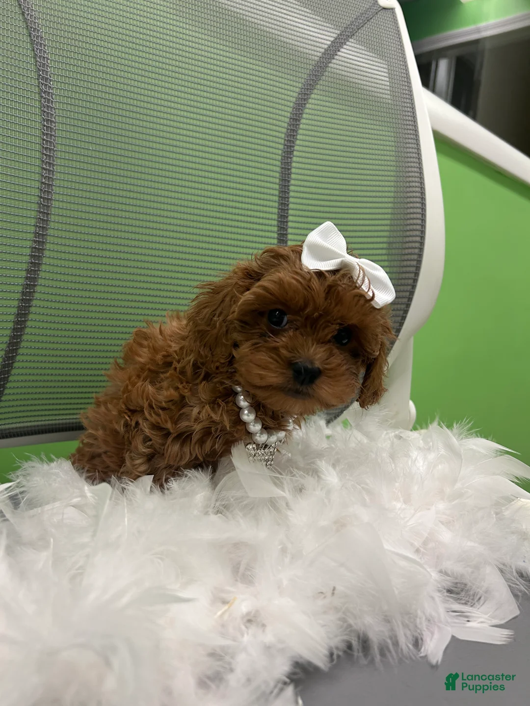 Mixed Breed dogs for sale: Mixed Breed 3 - Ad 2