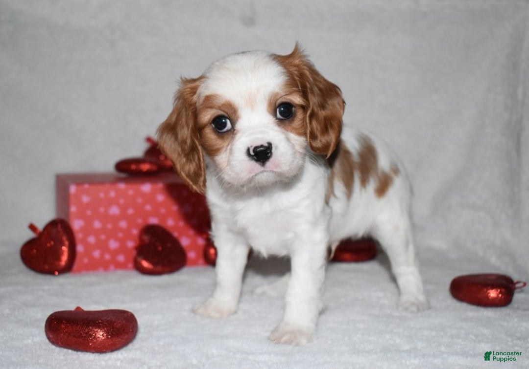 Cavalier King Charles Spaniel dogs for sale: Odie - Ad 10