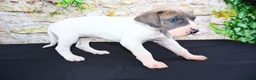 Great Dane dogs for sale: Janie - Ad 7