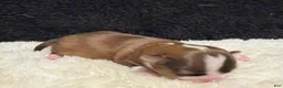 Chihuahua dogs for sale: Chihuahua 2 - Ad 2