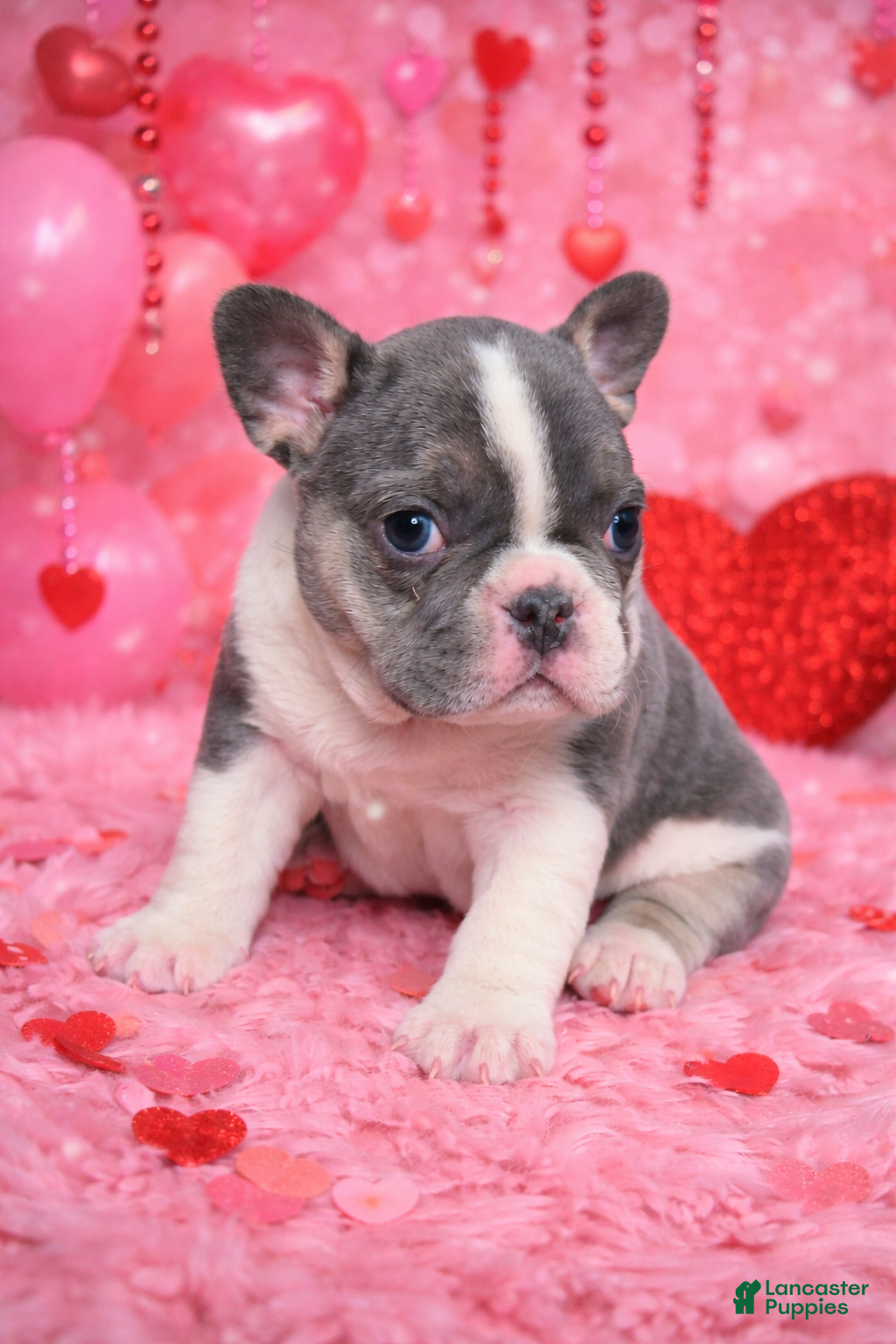 French Bulldog dogs Fiona - Ad 10