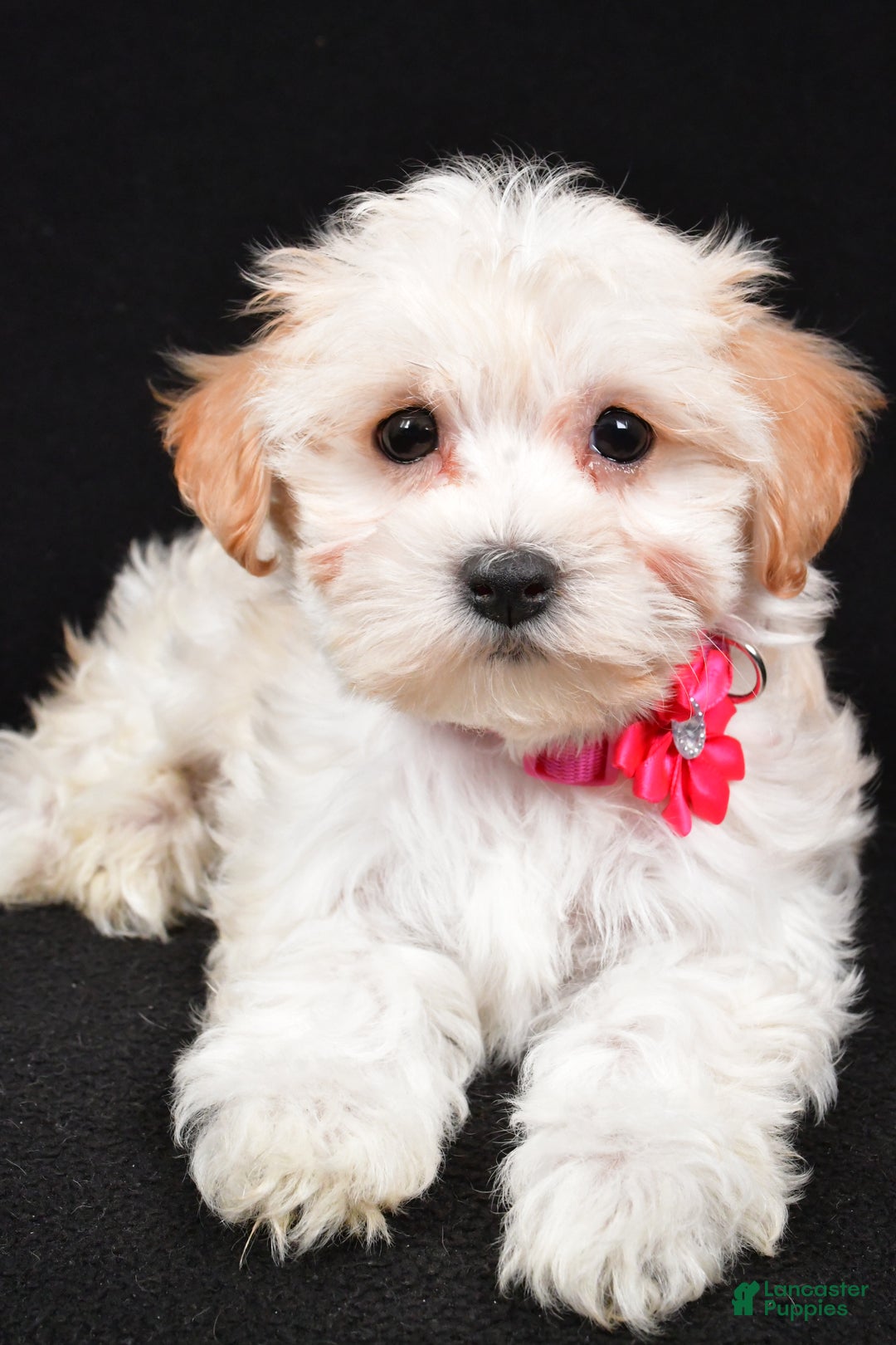 Maltipoo dogs for sale: Tabbi - Ad 4