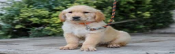 Golden Retriever dogs for sale: Arlo ACA Golden Retriever Pup - Ad 5