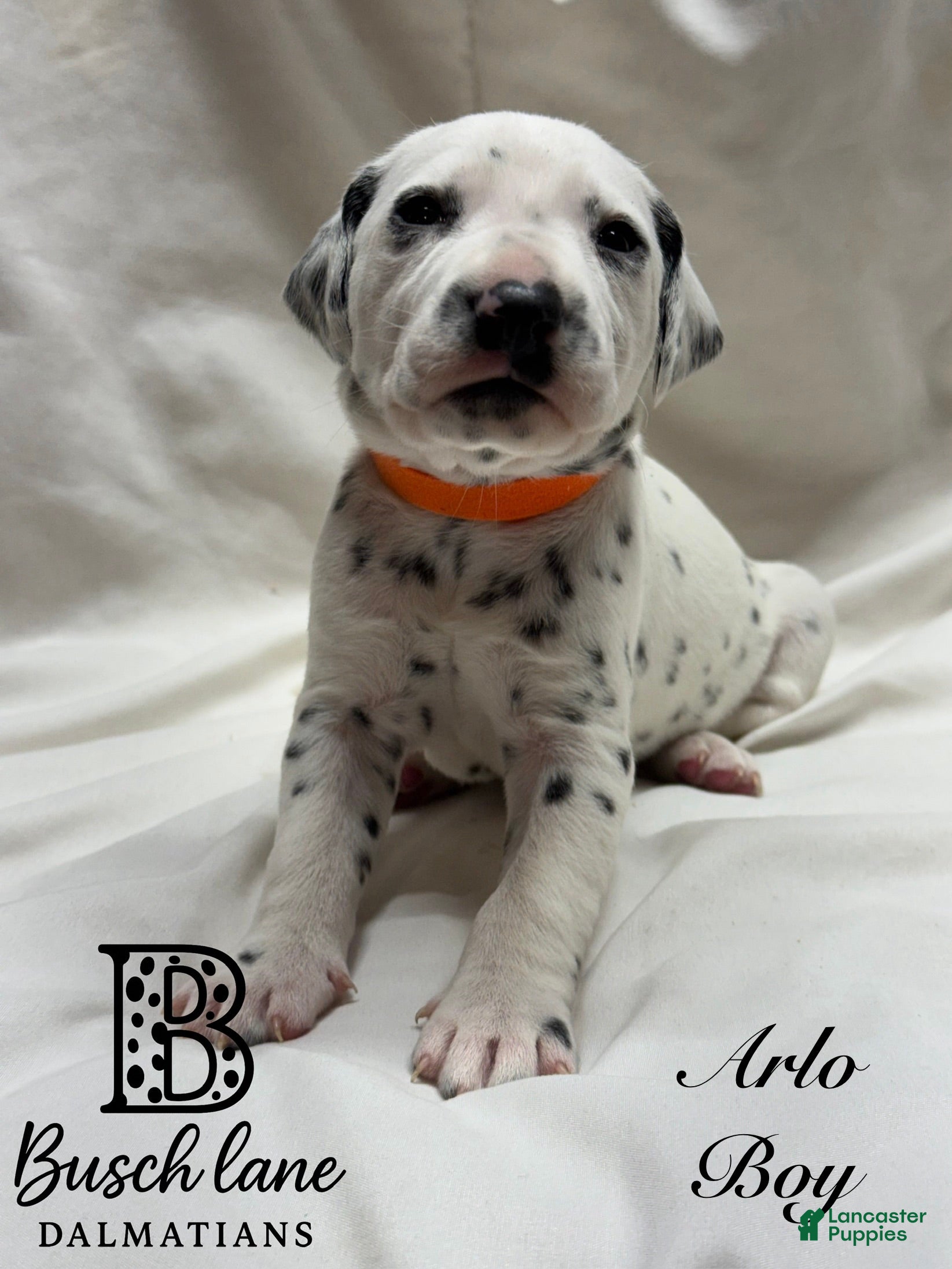 Dalmatian dogs Arlo - Ad 20