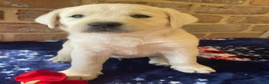 Casper