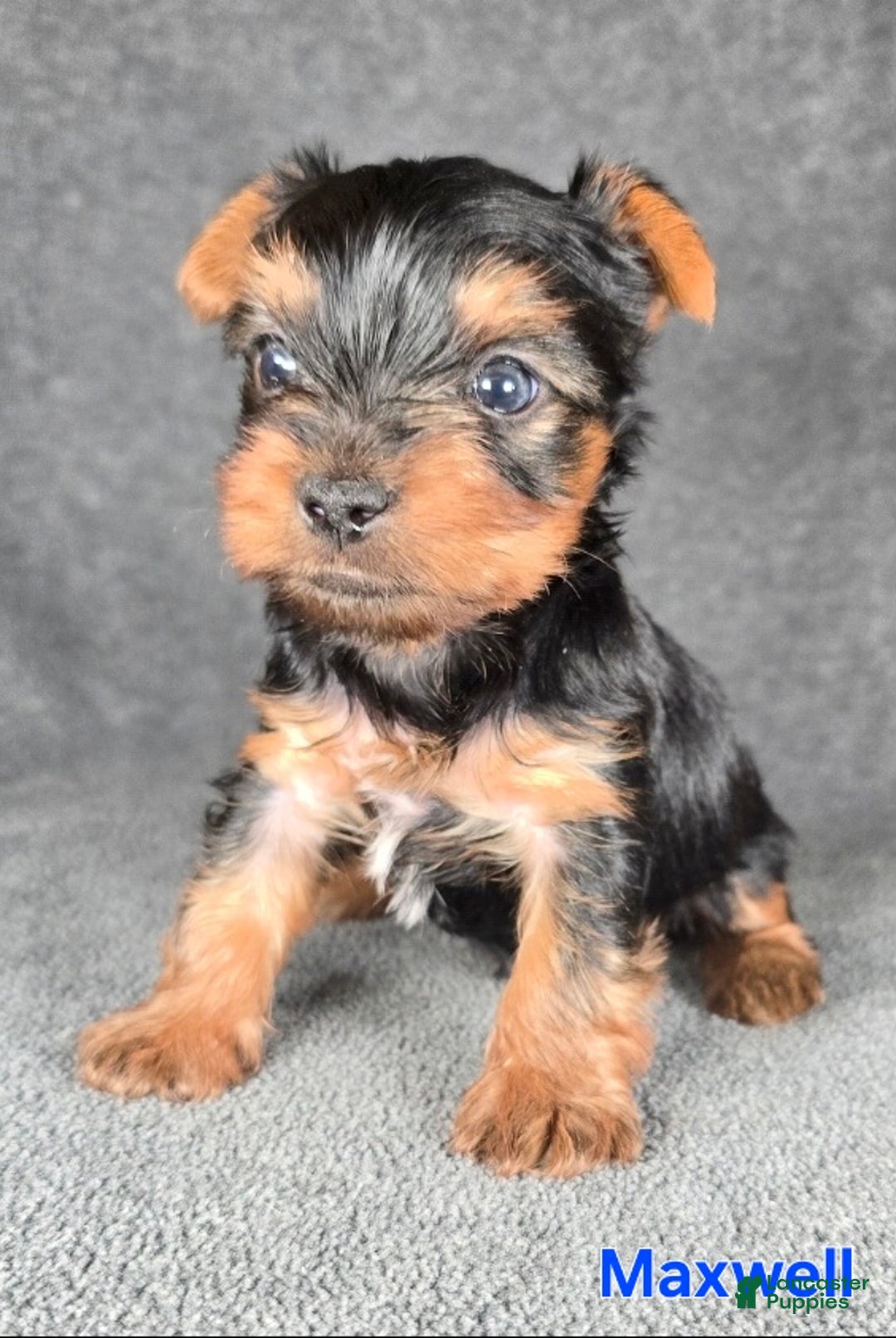 Yorkshire Terrier dogs for sale: Maxwell - Ad 10