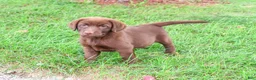 Labrador Retriever dogs for sale: Nutella - Ad 4