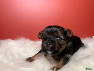 Yorkshire Terrier dogs Donny - Ad 39