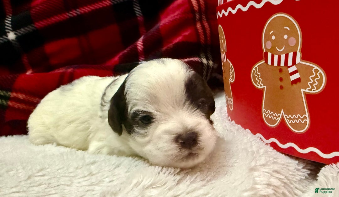 Shihpoo dogs for sale: Oliver  - Ad 6