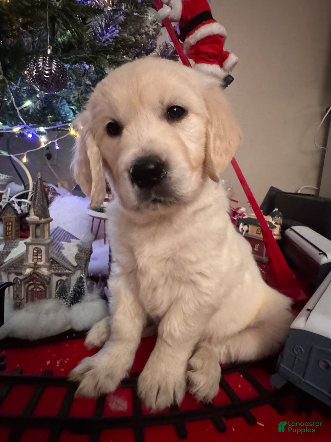 Golden Retriever dogs for sale: Golden Retriever Puppy 4 - Ad 2