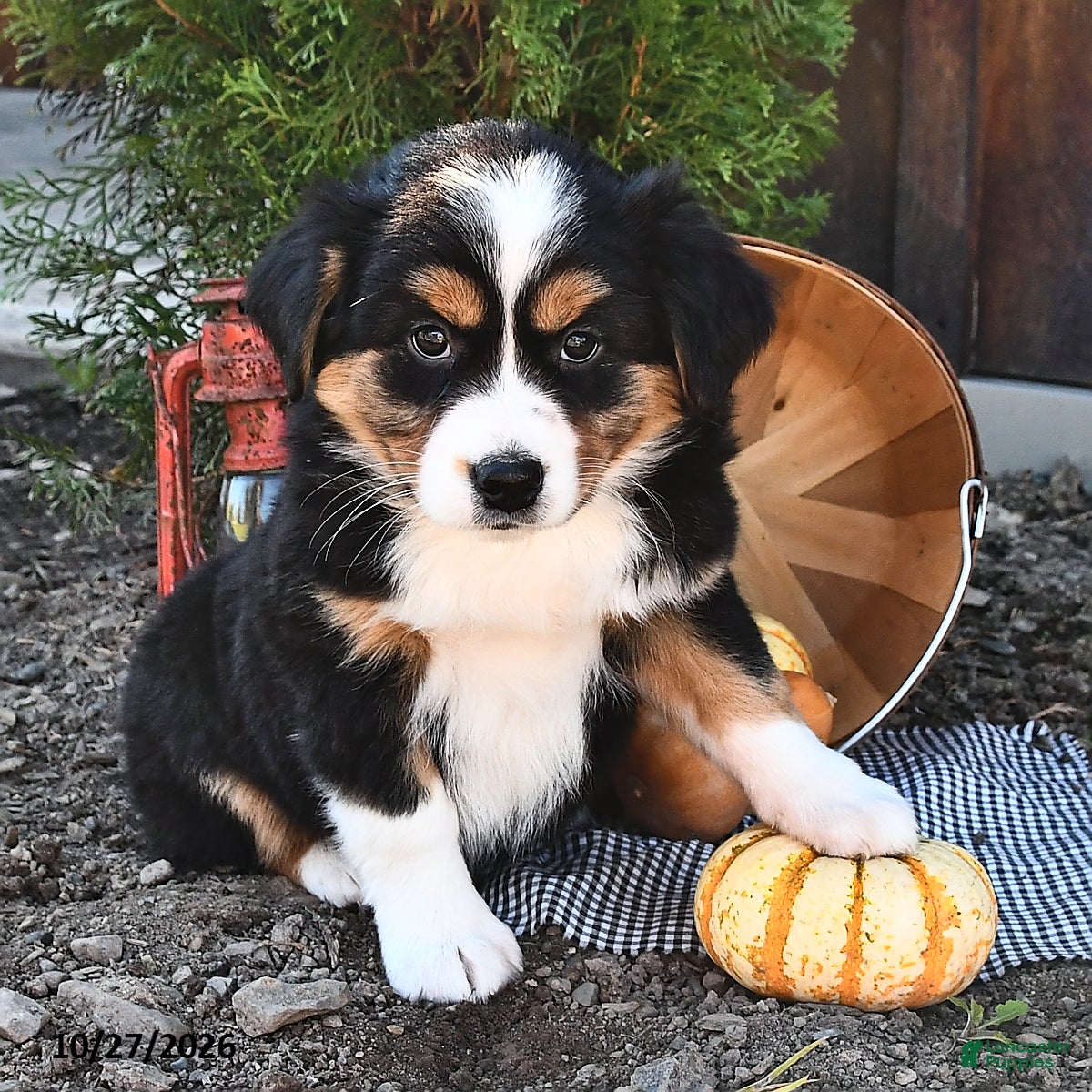 Australian Shepherd dogs for sale: Addie  - Ad 2