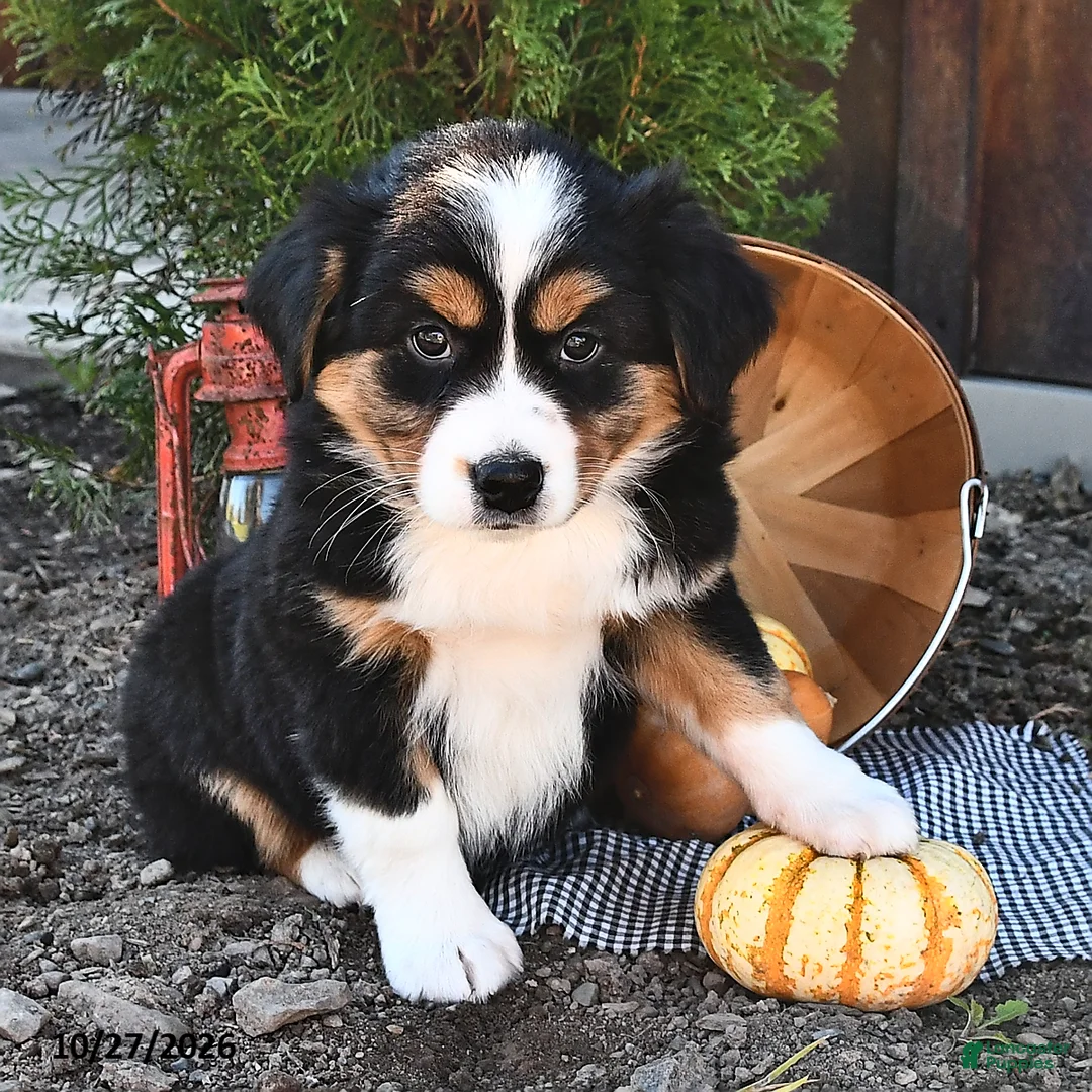 Australian Shepherd dogs for sale: Addie  - Ad 2