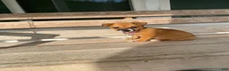Chihuahua dogs for sale: Chico - Ad 1
