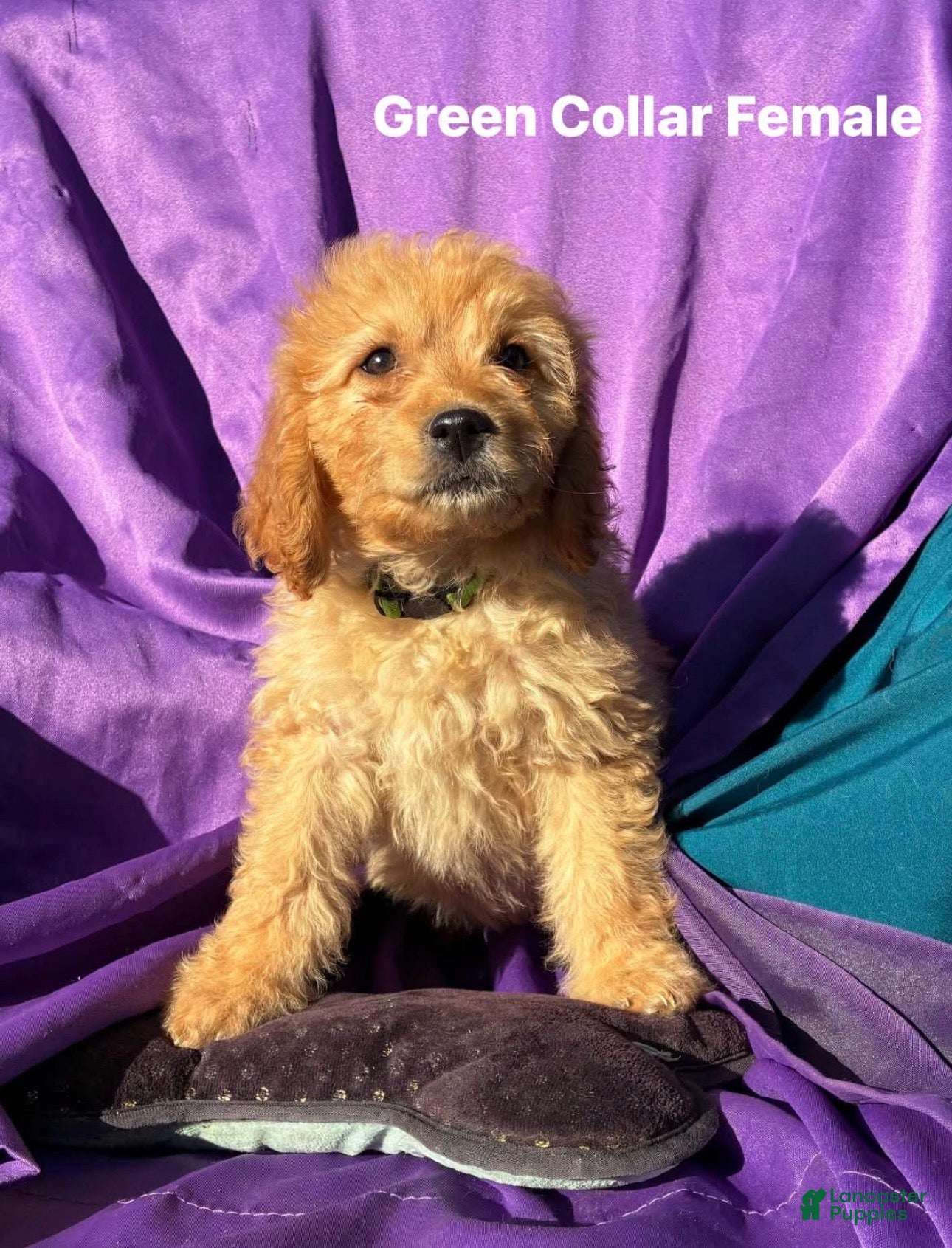 Goldendoodle dogs for sale: Goldendoodle 5 - Ad 2