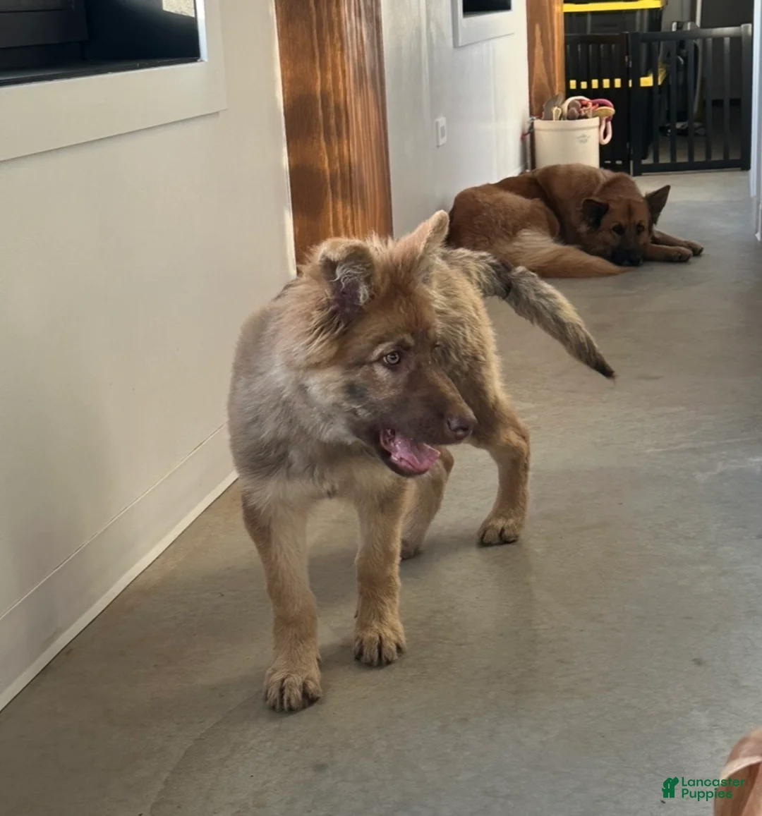 German Shepherd dogs for sale: German Shepherd Puppy 1 - Ad 3