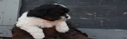 Shihpoo dogs for sale: Panda - Ad 3